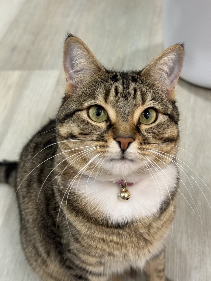 Zena the cat